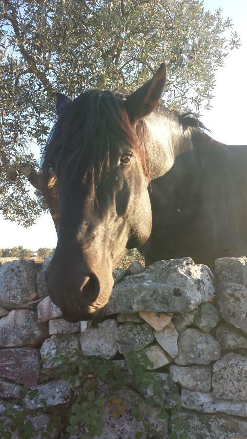 Masseria Gianca Cisternino Esterno foto